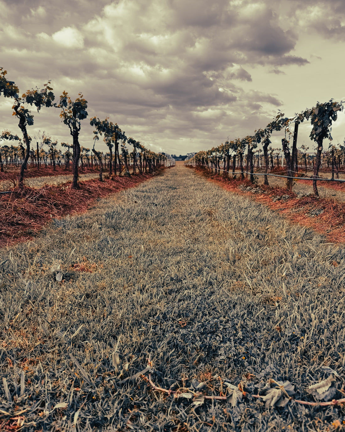 The Hunter Valley: A Journey of Scents, Stories, and Candles